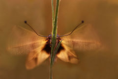 Immagine profilo di dragonfly36
